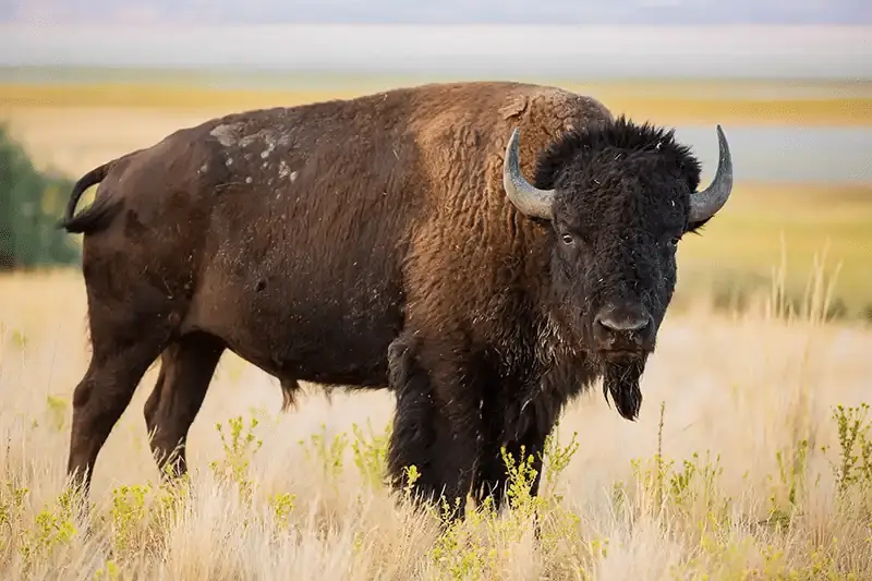 buffaloontheplains
