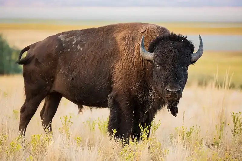 Buffalo Roofing & Exteriors Launches New Website!