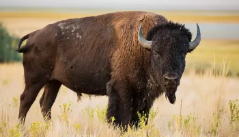 Buffalo Roofing & Exteriors Mascot