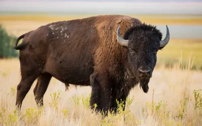 Buffalo Roofing & Exteriors Launches New Website!