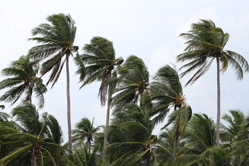 strong winds on palm trees